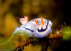 Hypselodoris maritima - Low Reef - compressed
