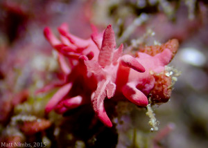 Okenia atkinsonorum - Woolgoolga