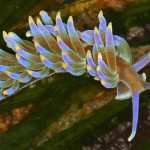 pmacphersonae