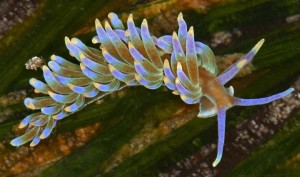 Phyllodesmium macpersonae, named after early MSA Member Hope Macpherson, photo by Platon Vafiadis