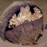 invertebratetool