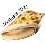 Molluscs2021_preliminary